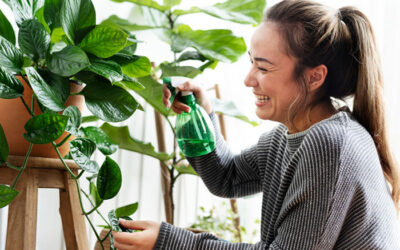 10+1 Best House Plants to Create a Calm Place at Home