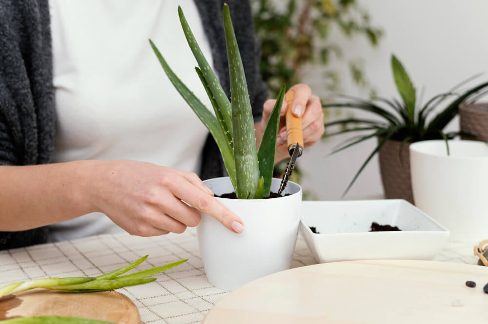 10+1 Best House Plants to Create a Calm Place at Home - 2