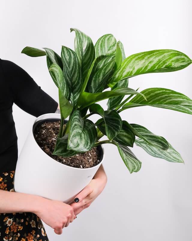 chinese evergreen