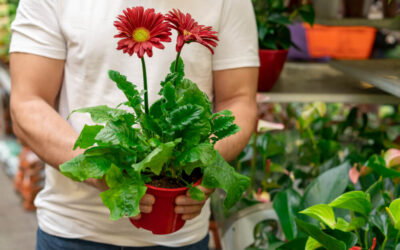 12 Best Air Purifying Plants – Mood Boosting House Plants
