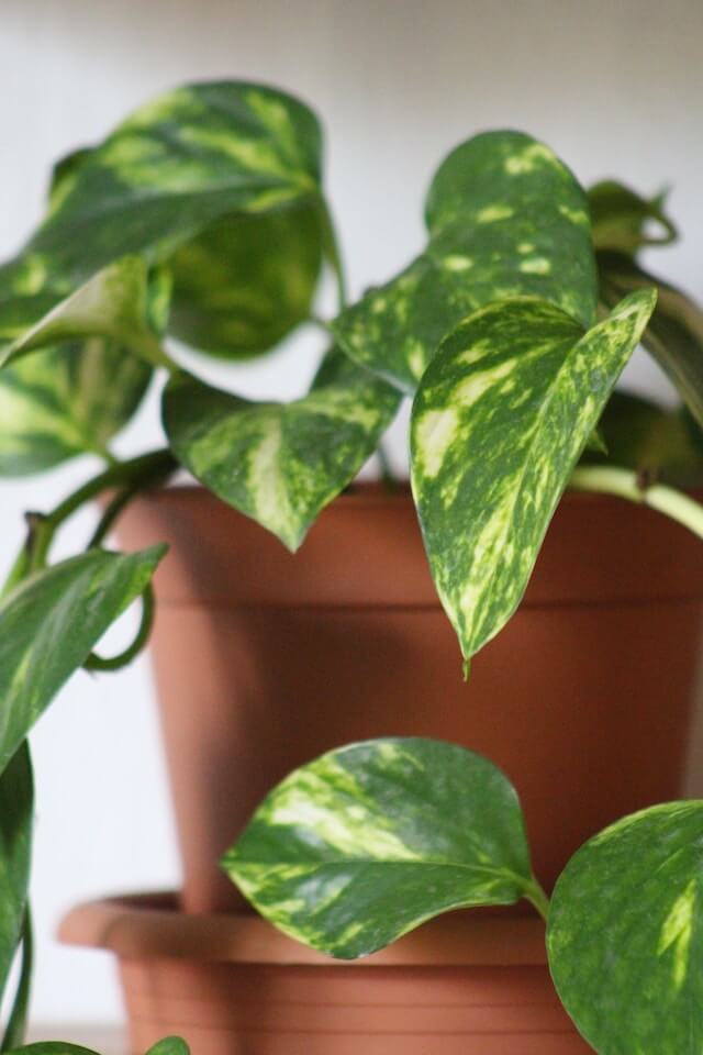 golden pothos