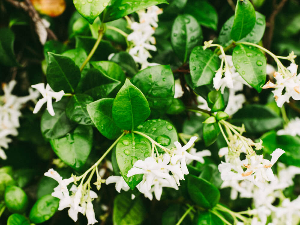jasmine