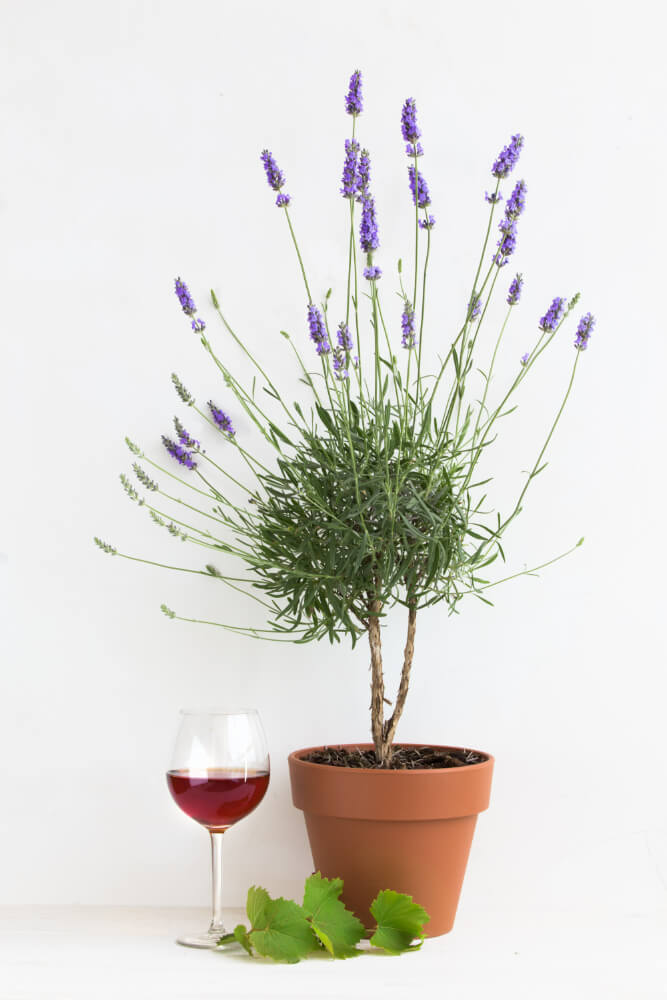 lavender<br />
