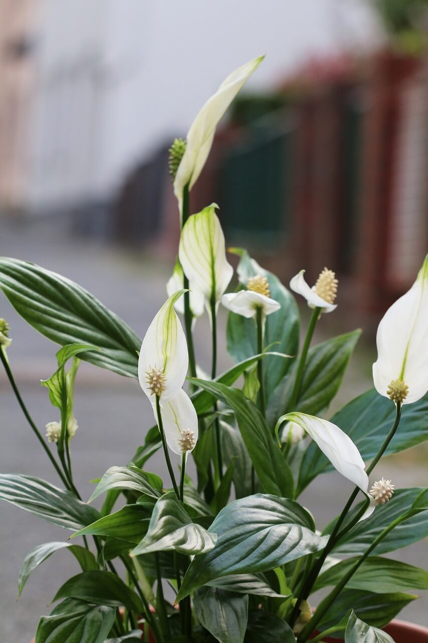 peacy lily<br />
