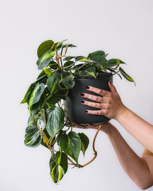 philodendron<br />
