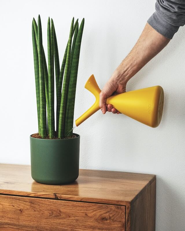 snake plant