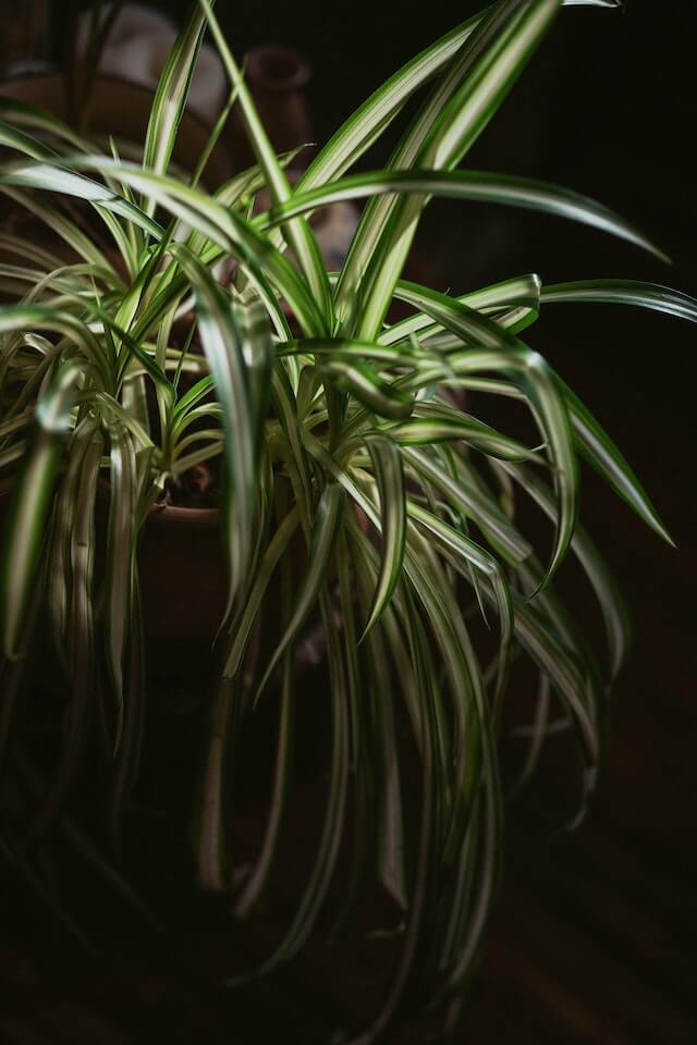 spider plant<br />
