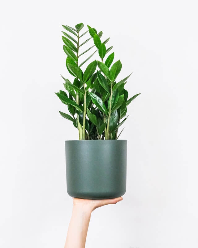 zz plant