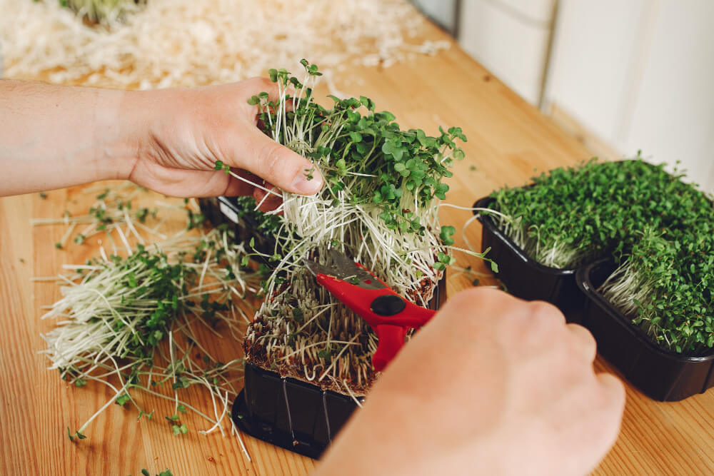 plant microgreens at home (1) plant microgreens at home