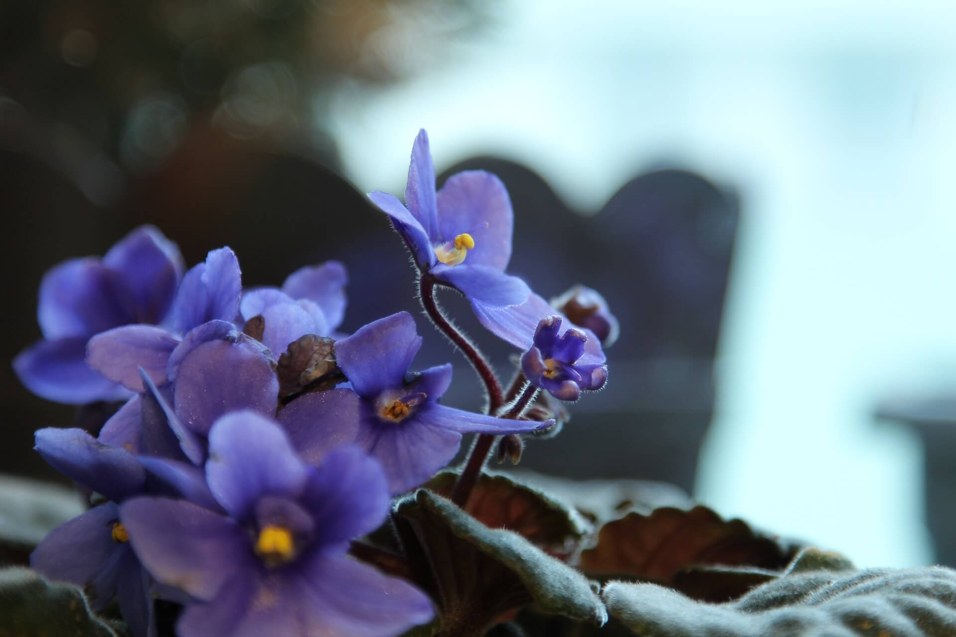 african violet-pet-friendly plant