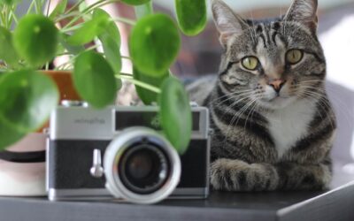7 Popular Pet Friendly Plants That Create a Happy, Safe Home Together