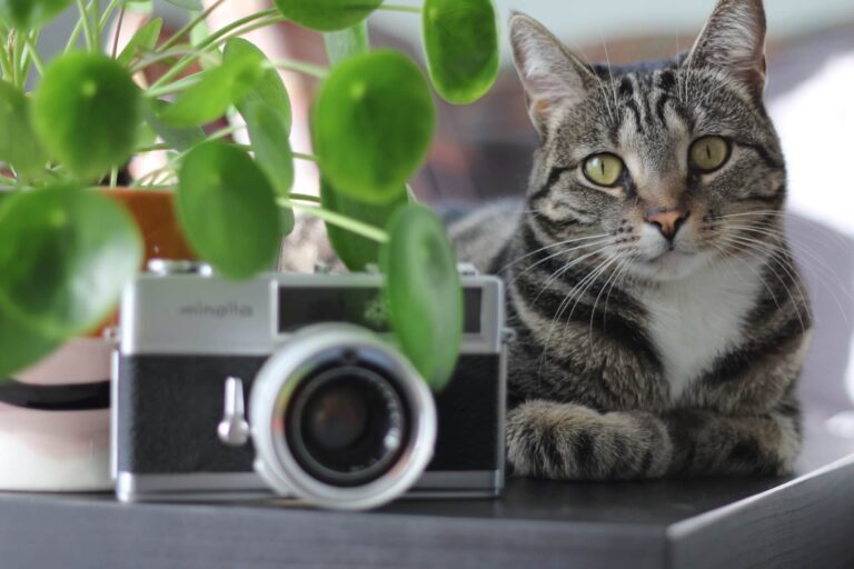 pet friendly plants
