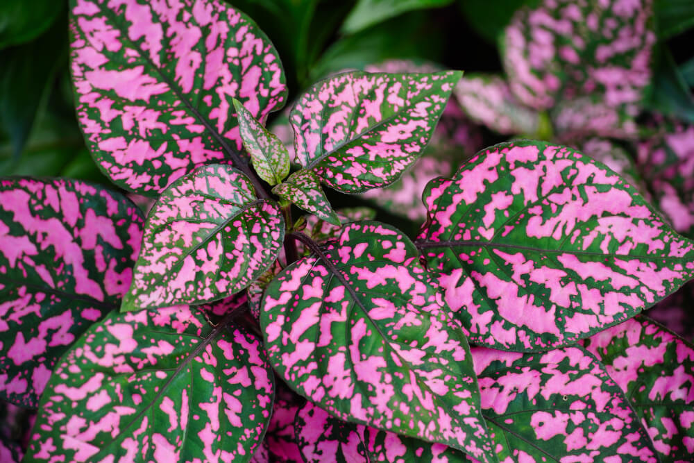 polka dot plant-hypoesthesia-pet-friendly (1)