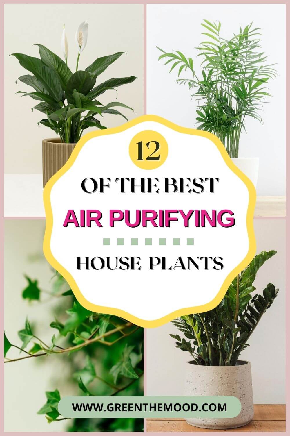 12 of the best air purifying house plants
