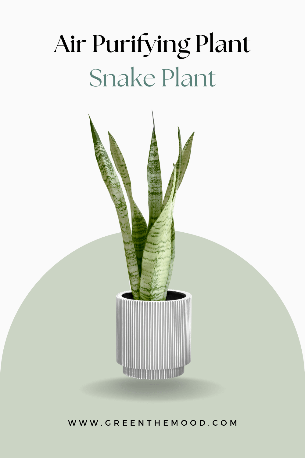 Air Purifying Plant Snake Plant