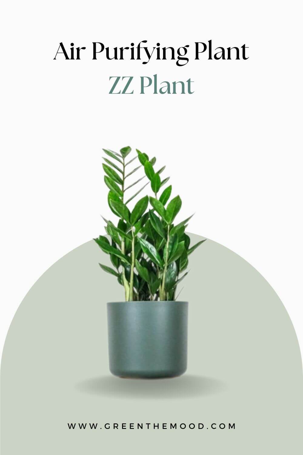 Air Purifying Plant ZZ Plant