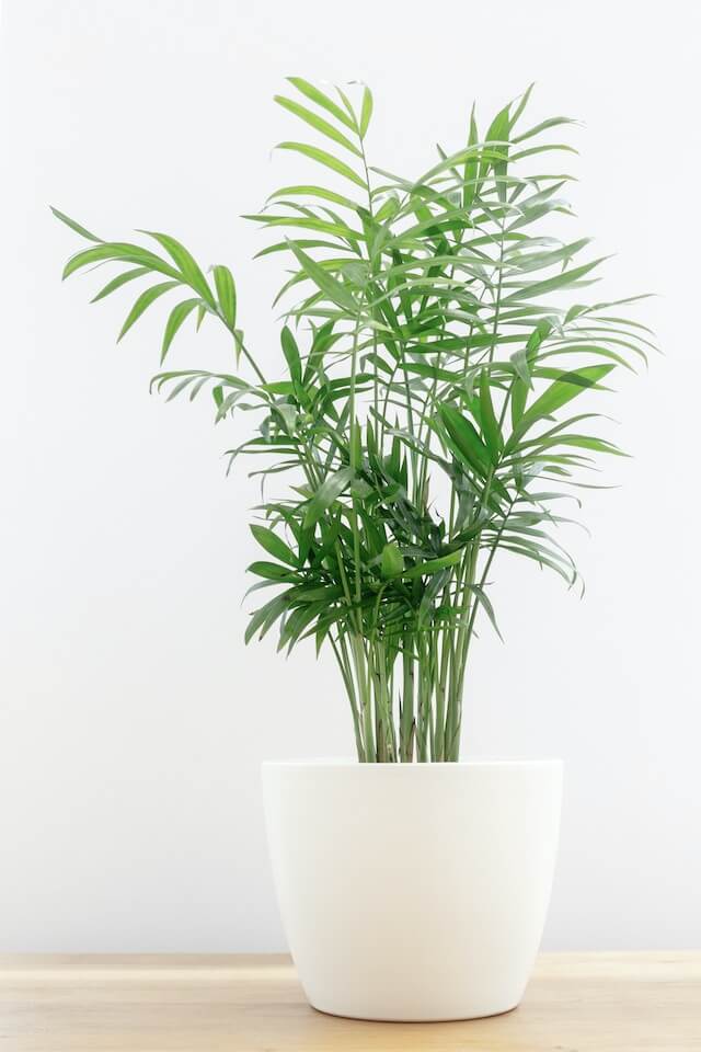 Bamboo Palm Chamaedorea seifrizii