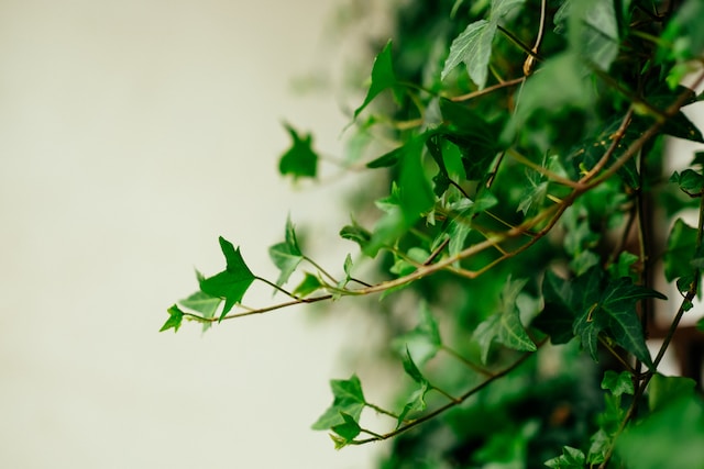english ivy air purifying plant