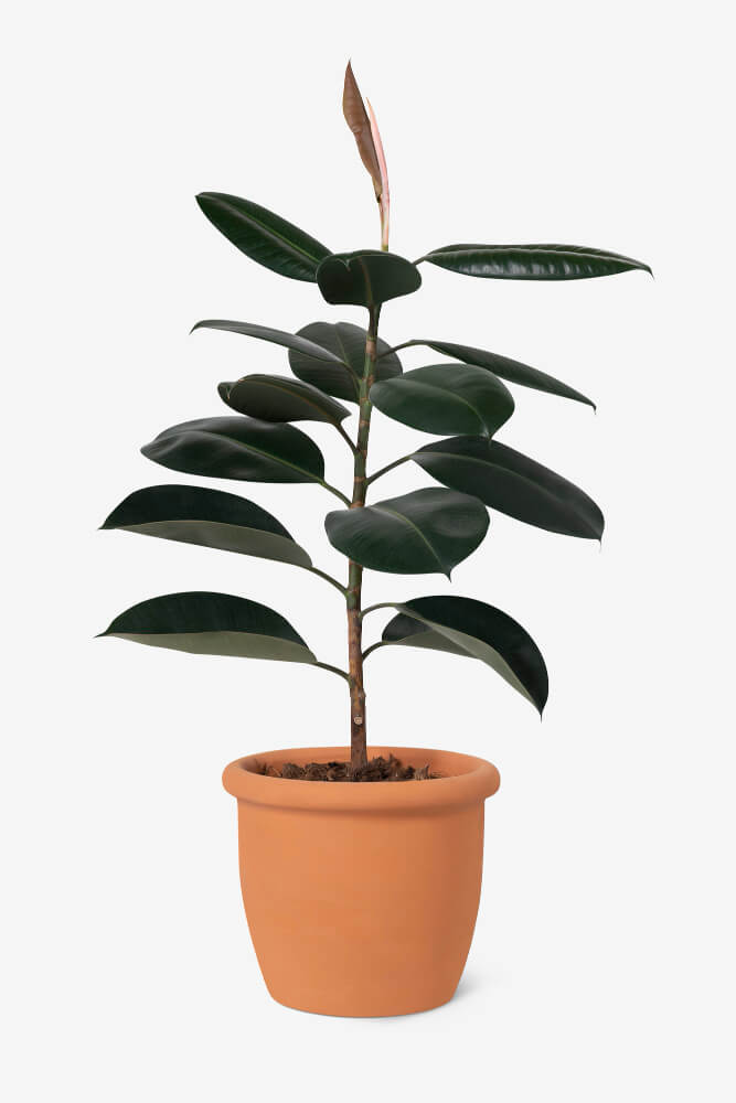 rubber-plant air purifying plant