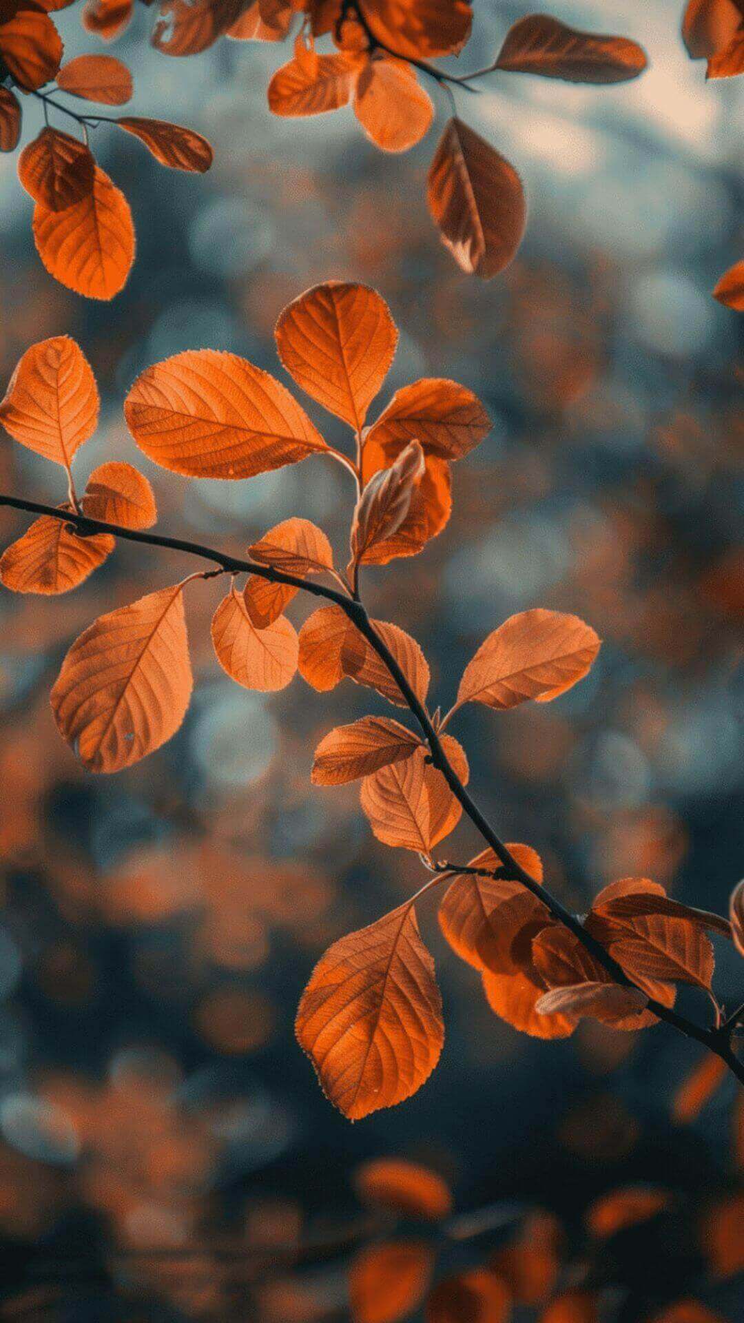 autumn nature phone wallpaper