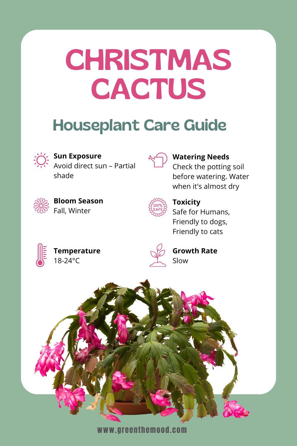 Christmas Cactus Houseplant Care Guide-greenthemood.com Christmas Cactus Houseplant Care Guide-greenthemood.com