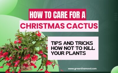 How to Care for a Christmas Cactus Houseplant? Do Not Kill Your Plant!