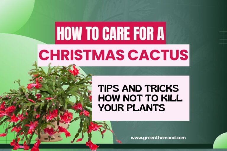 christmas cactus care
