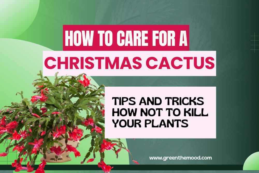 Useful tips for bedroom furnishing to ensure undisturbed rest 4 How to Care for a Christmas Cactus Houseplant? Do Not Kill Your Plant!