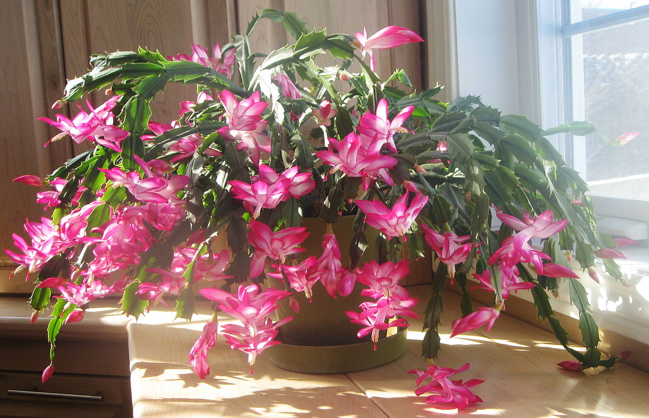 Blooming christmas cactus blooming christmas cactus