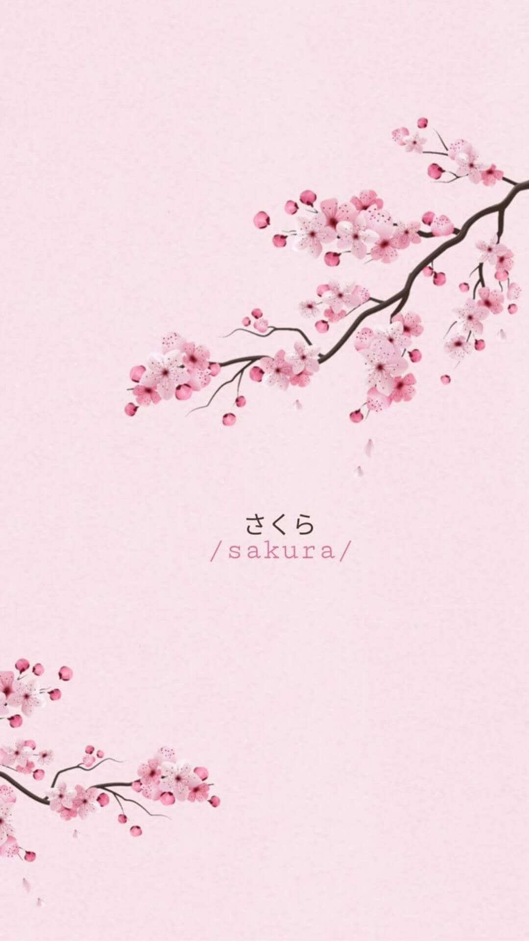 sakura phone wallpaper - Japanese cherry blossom 3 sakura phone wallpaper - Japanese cherry blossom 3