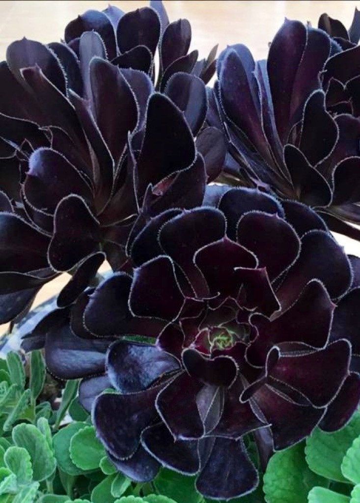 Black Houseplants for People Who Think Green Is Overrated: 15 Gothic Picks 6 Aeonium Arboreum