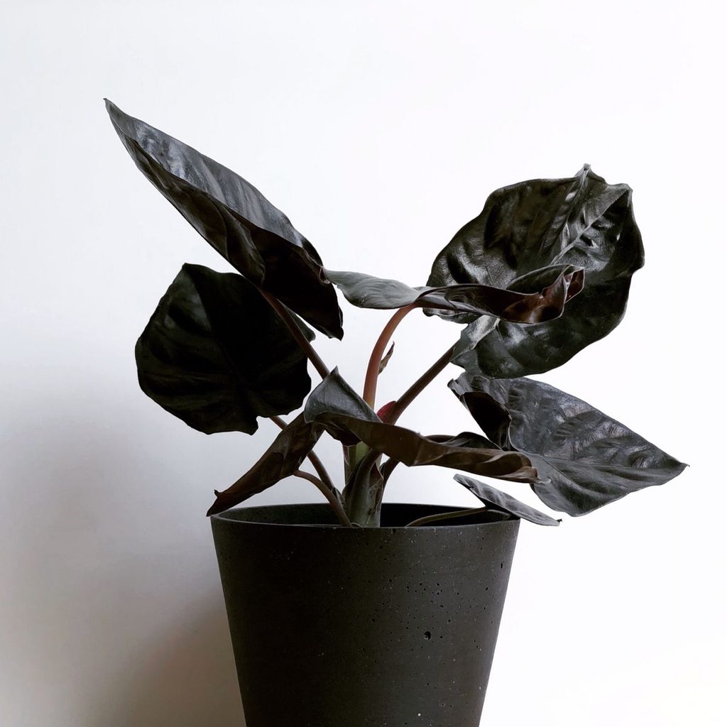 Black Houseplants for People Who Think Green Is Overrated: 15 Gothic Picks 12 Alocasia Black magic