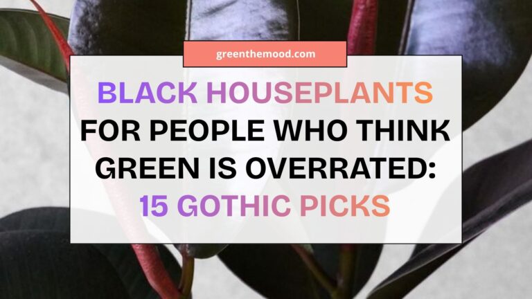 Black Houseplants for People Who Think Green Is Overrated: 15 Gothic Picks