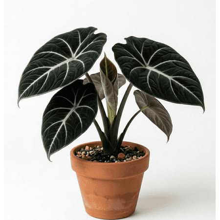Black Houseplants for People Who Think Green Is Overrated: 15 Gothic Picks 7 Alocasia Black Velvet