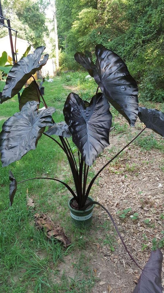 Black Houseplants for People Who Think Green Is Overrated: 15 Gothic Picks 3 Black Houseplants for People Who Think Green Is Overrated: 15 Gothic Picks