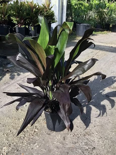 Black Houseplants for People Who Think Green Is Overrated: 15 Gothic Picks 14 Black Houseplants for People Who Think Green Is Overrated: 15 Gothic Picks