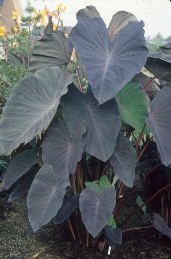 Black Houseplants for People Who Think Green Is Overrated: 15 Gothic Picks 10 Black Houseplants for People Who Think Green Is Overrated: 15 Gothic Picks