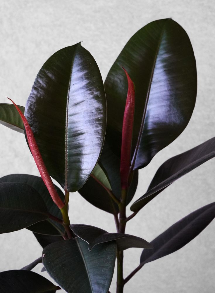 Black Houseplants for People Who Think Green Is Overrated: 15 Gothic Picks 11 gothic plants - Ficus elastica