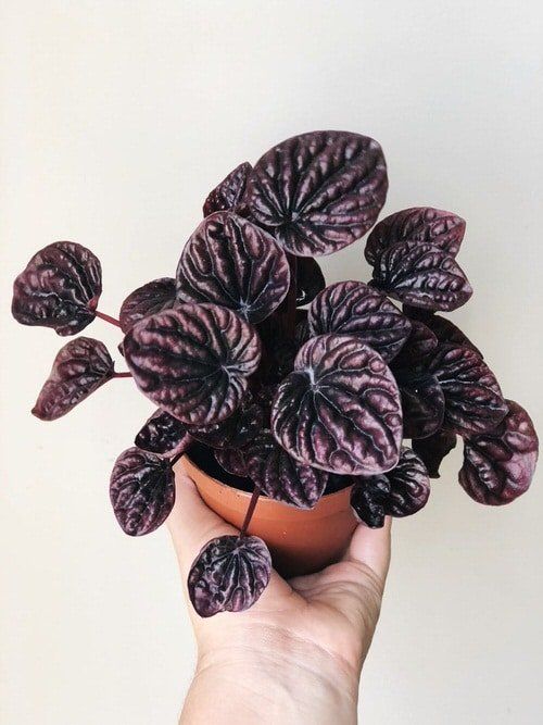 Black Houseplants for People Who Think Green Is Overrated: 15 Gothic Picks 5 Peperomia caperata 'Black Ripple'