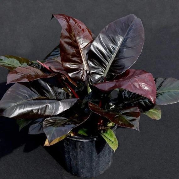 Black Houseplants for People Who Think Green Is Overrated: 15 Gothic Picks 8 Gothic housepalnts - Philodendron 'Black Cardinal'