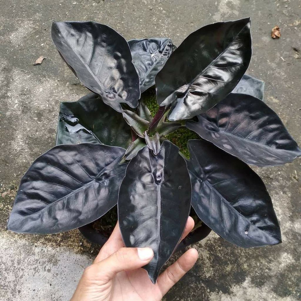 Black Houseplants for People Who Think Green Is Overrated: 15 Gothic Picks 13 Schismatoglottis Black Ghost