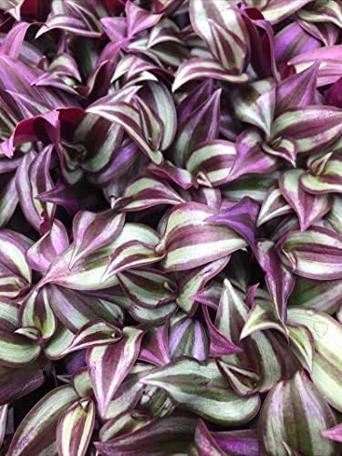 Black Houseplants for People Who Think Green Is Overrated: 15 Gothic Picks 4 Black Houseplants for People Who Think Green Is Overrated: 15 Gothic Picks