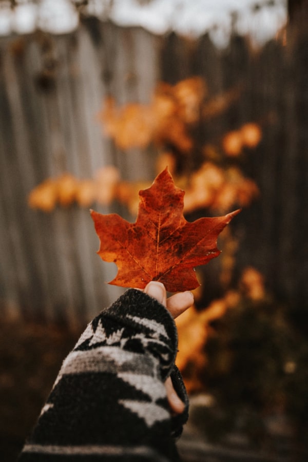 simple autumn background phone wallpaper