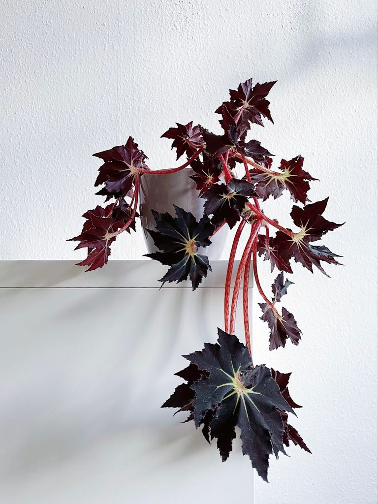 Black Houseplants for People Who Think Green Is Overrated: 15 Gothic Picks 9 black leaf plants