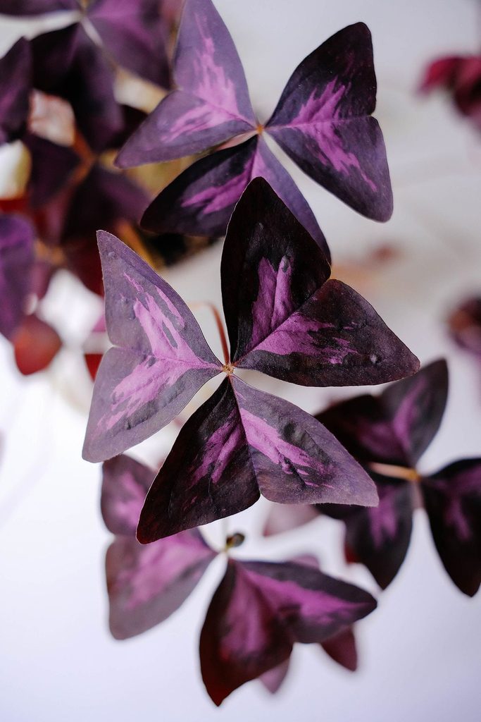 Black Houseplants for People Who Think Green Is Overrated: 15 Gothic Picks 15 gothic plants