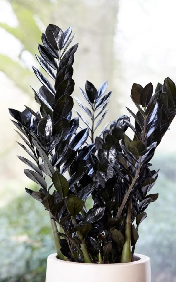 Black Houseplants for People Who Think Green Is Overrated: 15 Gothic Picks 2 Black Houseplants for People Who Think Green Is Overrated: 15 Gothic Picks